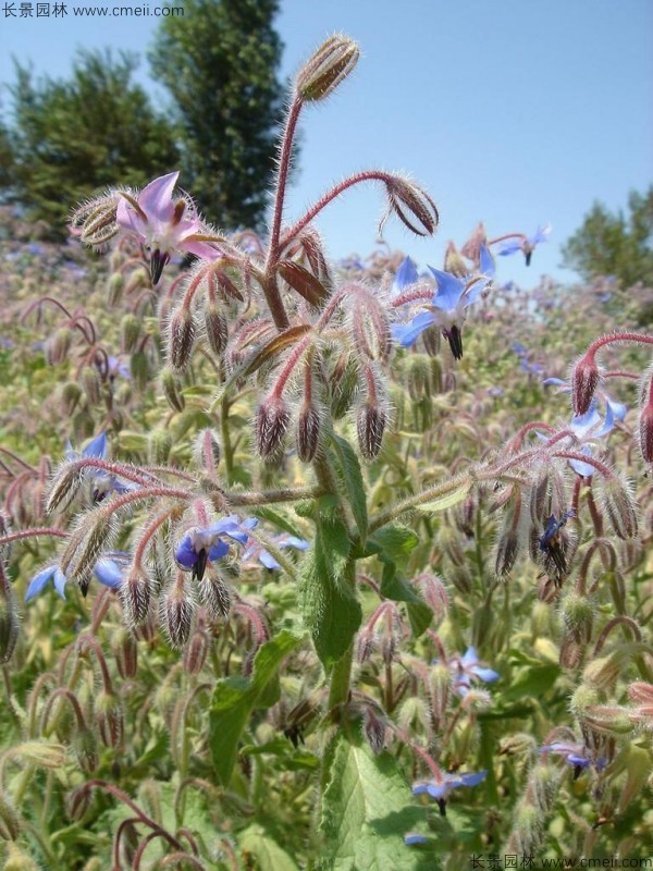 琉璃苣種子發芽出苗開花圖片