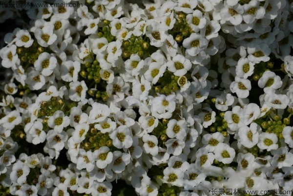 香雪球種子發芽出苗開花圖片