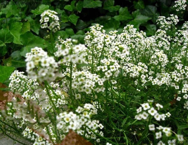 香雪球種子發芽出苗開花圖片