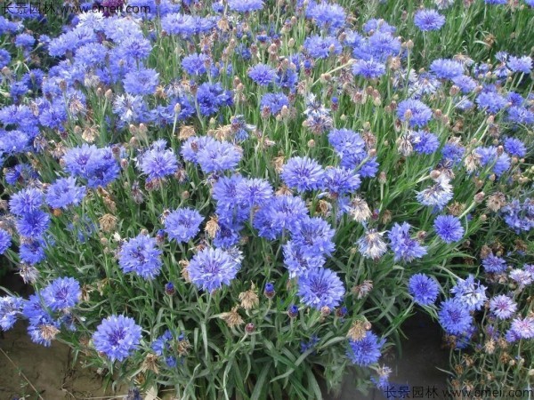 矢車菊種子發芽出苗開花圖片