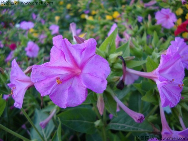 紫茉莉種子發芽出苗開花圖片