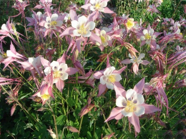 耬斗菜種子發芽出苗開花圖片