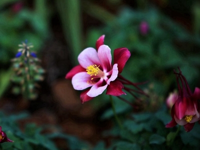 耬斗菜一年開花可以開幾次？