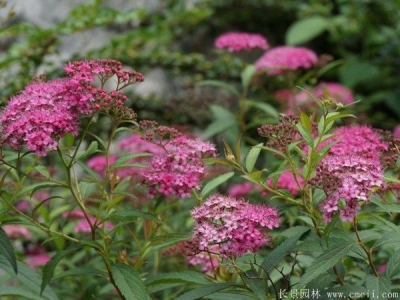 繡線菊種植及養護