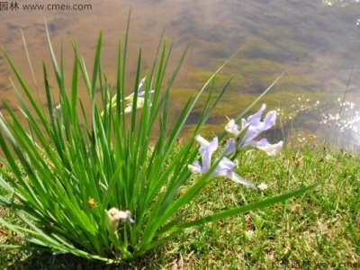 馬蘭花一般什么時候開花？