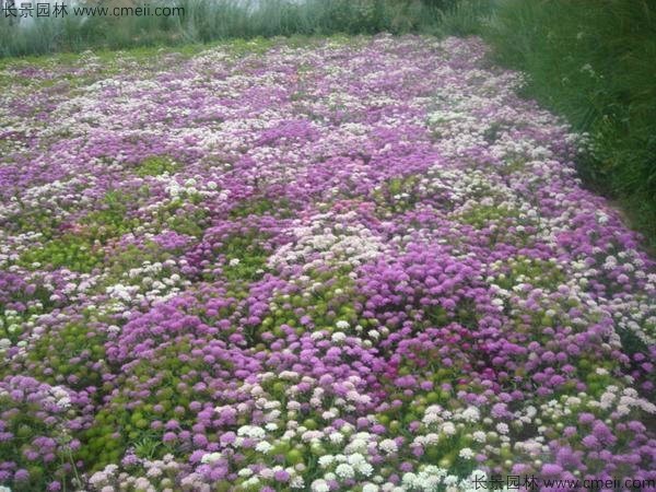 蜂室花種子發芽出苗開花圖片