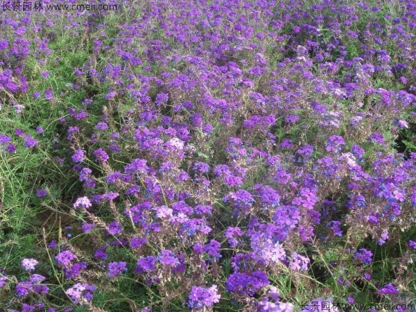 蜂室花種子發芽出苗開花圖片