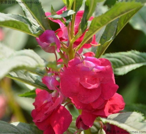 長春花種子發芽出苗開花圖片