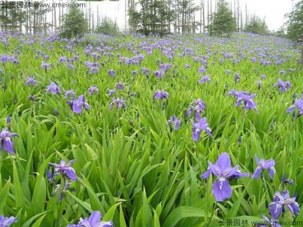 藍花鳶尾種子發芽出苗開花圖片