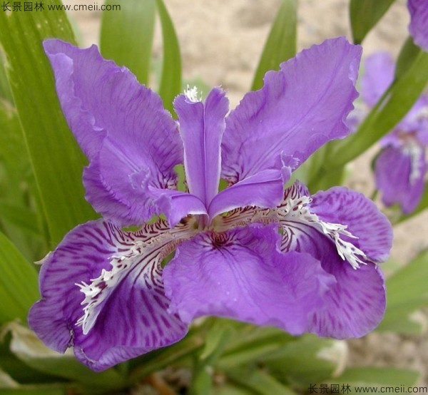 藍花鳶尾種子發芽出苗開花圖片