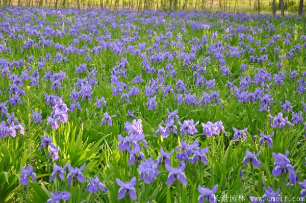 藍花鳶尾基地實拍圖片