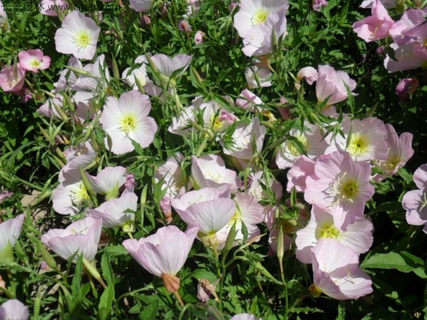 美麗月見草種子發芽出苗開花圖片