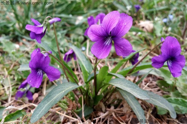 紫花地丁種子發芽出苗開花圖片