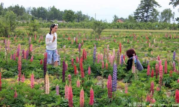 魯冰花種子發芽出苗開花圖片