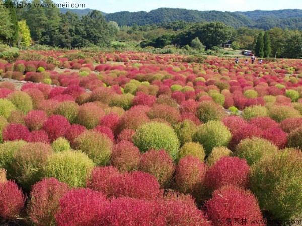 紅葉地膚種子發芽出苗圖片