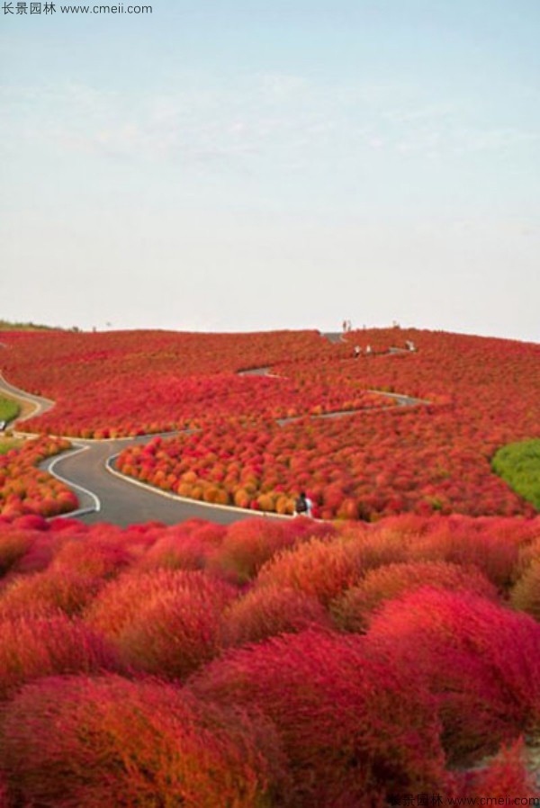 紅葉地膚種子發芽出苗圖片