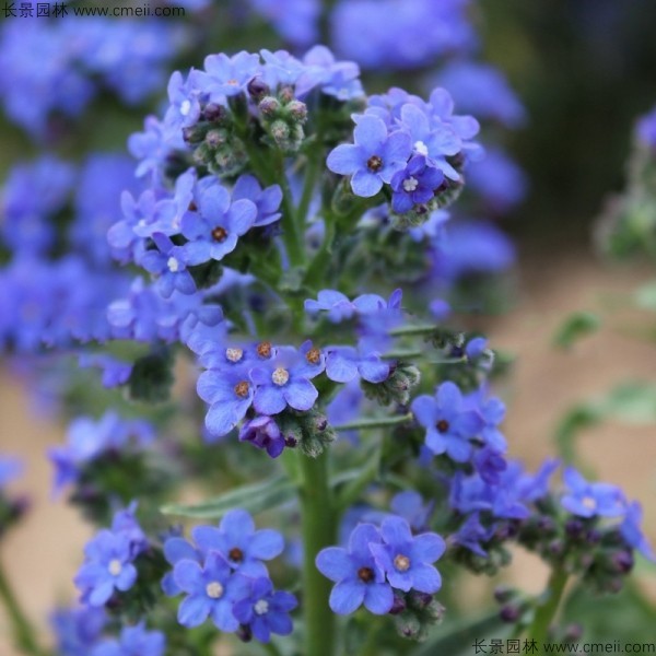 南非牛舌草種子發芽出苗開花圖片