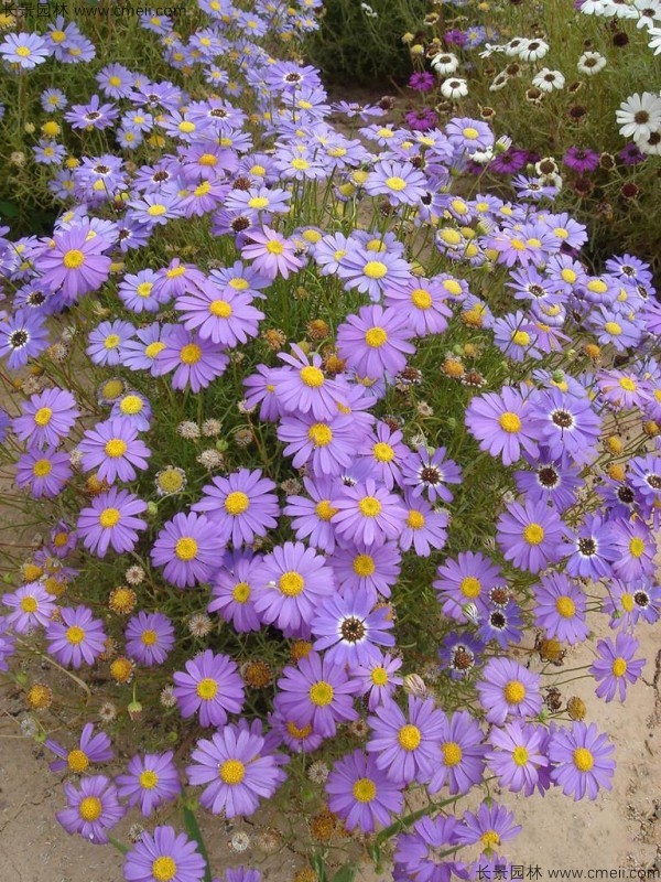 五色菊種子發芽出苗開花圖片