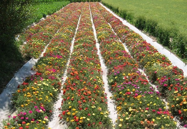 松葉牡丹種子發芽出苗開花圖片