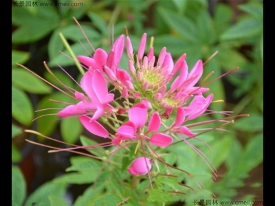 醉蝶花什么季節開花