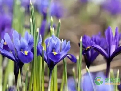 藍花鳶尾的養護管理