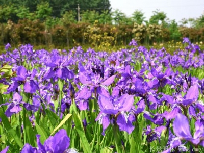 藍花鳶尾種子多少錢一斤