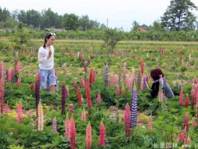 魯冰花種子多少錢一斤？