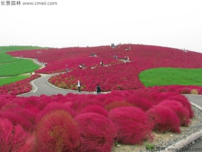 紅葉地膚什么時候開花