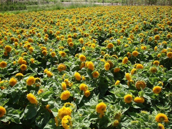 矮向日葵種子發芽出苗開花圖片