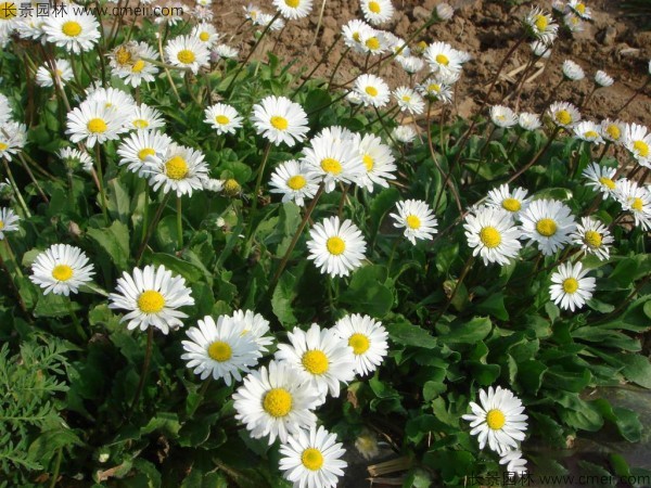 雛菊種子發芽出苗開花圖片