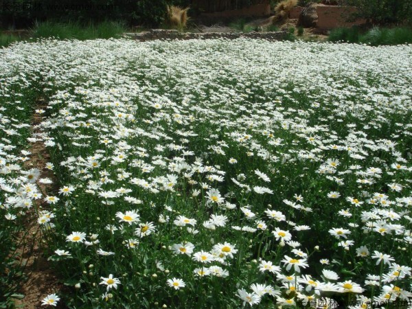 大濱菊種子發芽出苗開花圖片