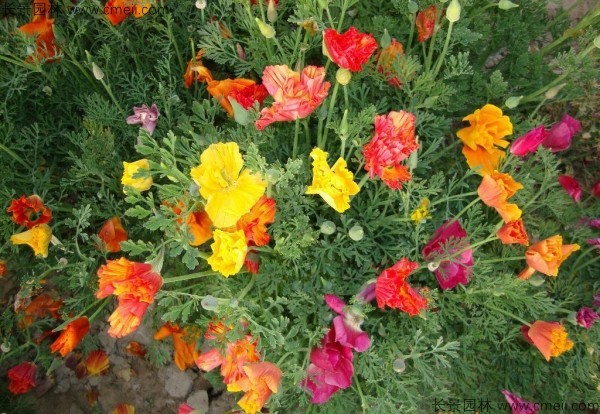 花菱草種子發芽出苗開花圖片