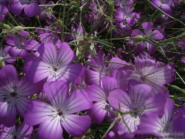 麥仙翁種子發芽出苗開花圖片