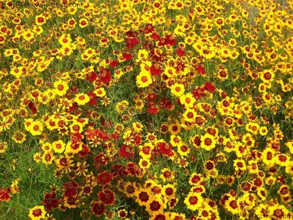 金雞菊種子發芽出苗開花圖片