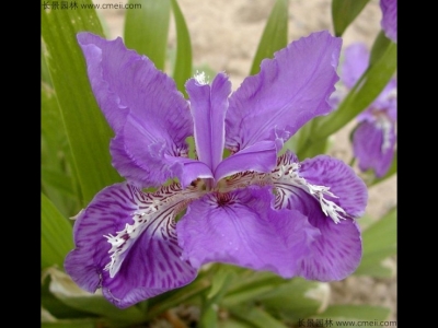 藍花鳶尾幾月份開花