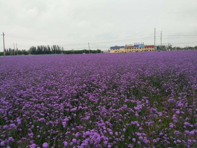 柳葉馬鞭草什么時候開花