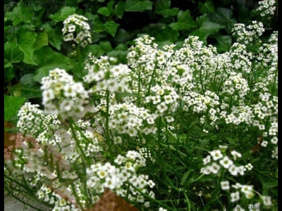 香雪球如何養護才能開花更好？