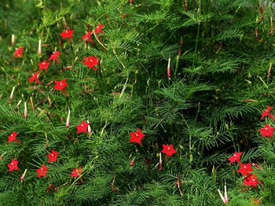 蔦蘿如何養護才能開花更好？