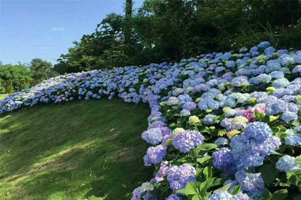 八仙花耐陰嗎？