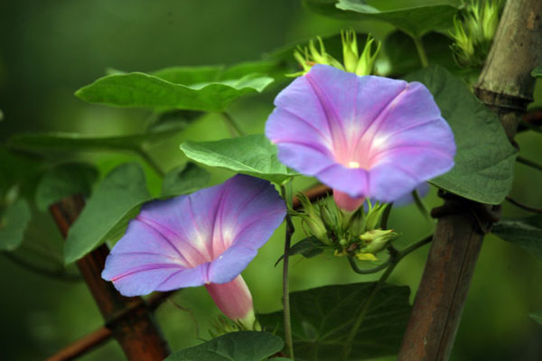 牽牛花怕凍嗎？