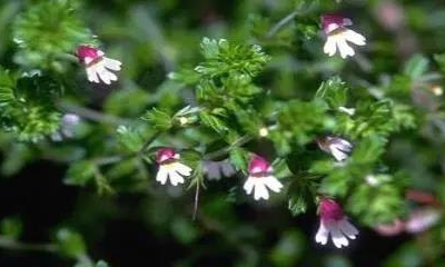 小米草種植技術