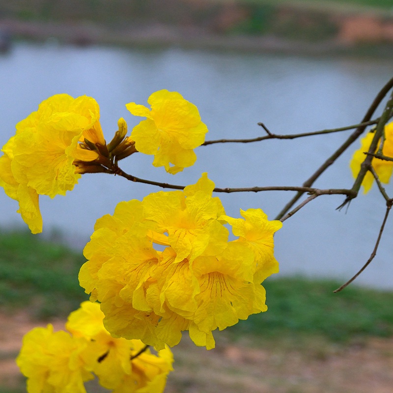 風鈴花的花語是什么，風鈴花如何養護