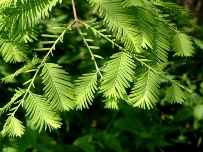 水杉夏天可以種植嗎？