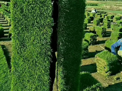 多年生黑麥草的種植技術