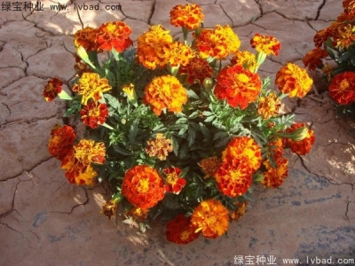 孔雀草是多年生植物嗎