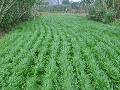 牧草種植每畝投入多少錢