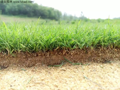 草坪種植一平方米需要多少錢？