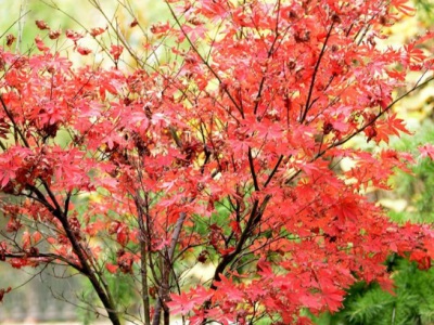 東北能種紅楓嗎