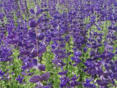 藍花鼠尾草冬天會枯萎嗎