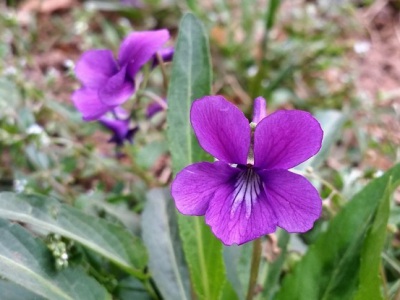 紫花地丁在北方能越冬嗎